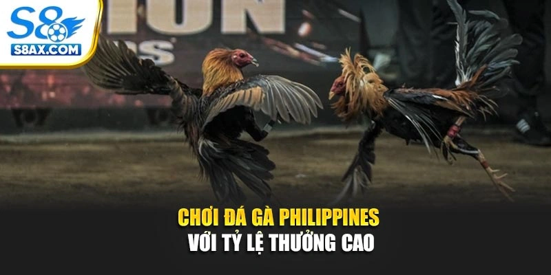Chơi đá gà Philippines với tỷ lệ thưởng cao